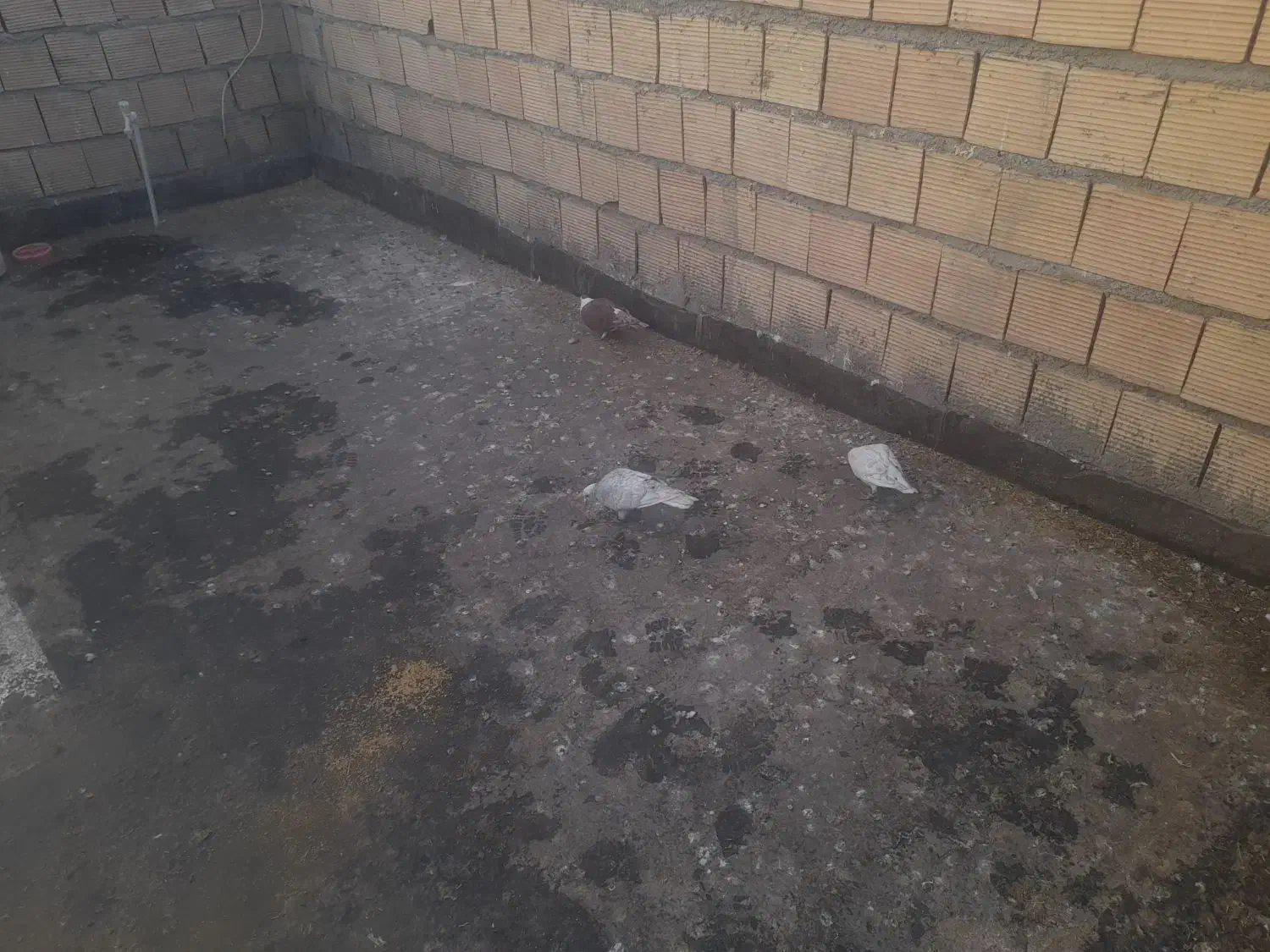 سار|پرنده|فاروج, |دیوار