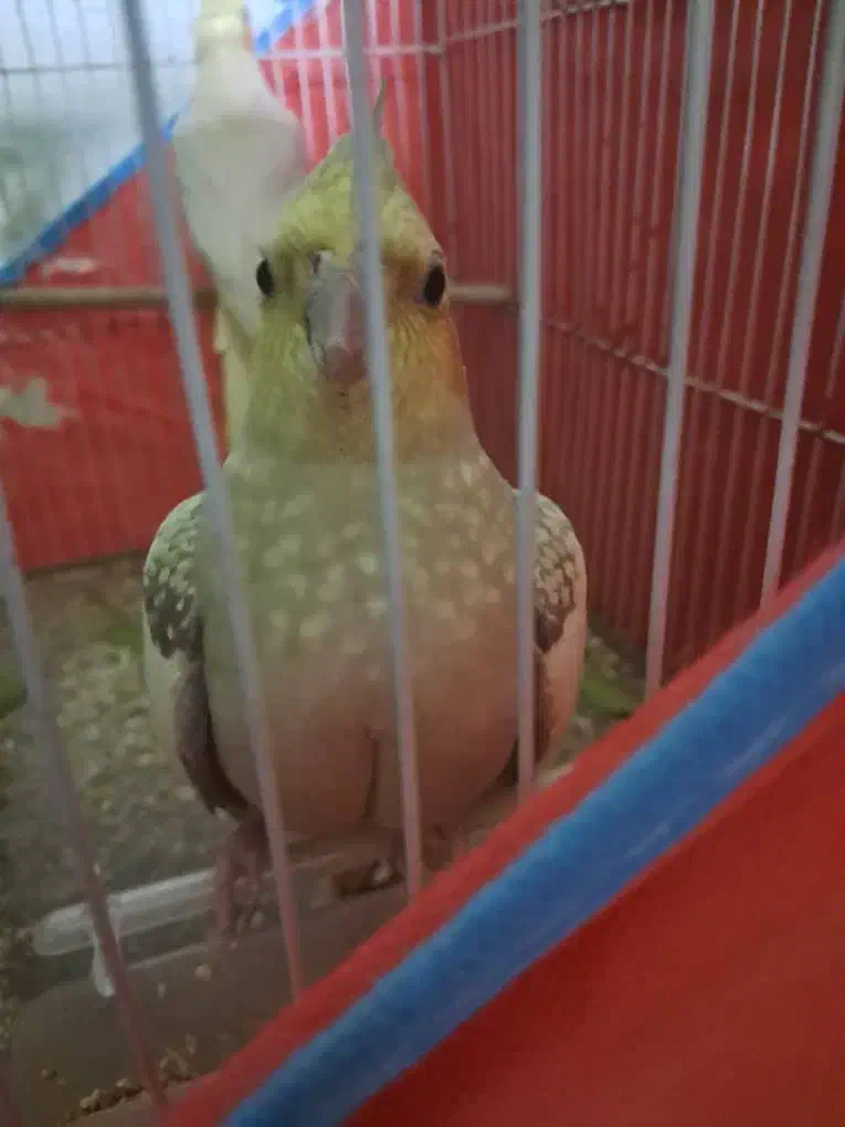 عروس هلندی|پرنده|بندرعباس, |دیوار