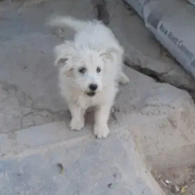 پاپی پشمالو خانگی|سگ|تربت جام, والفجر|دیوار