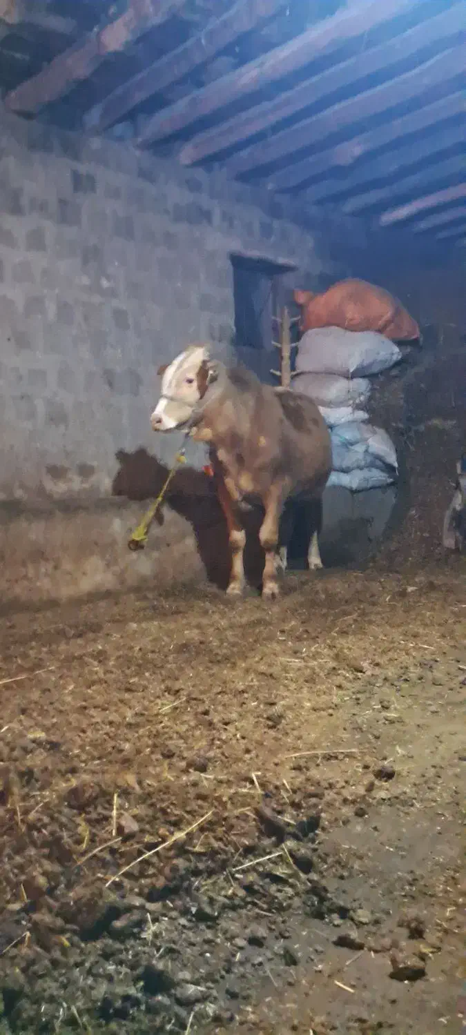 گوساله نر|حیوانات مزرعه|سیلوانه, |دیوار