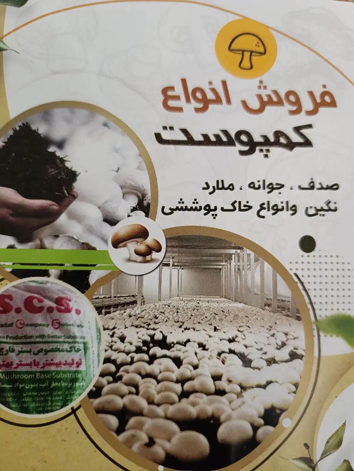 قارچ|خدمات باغبانی و درختکاری|گرگان, |دیوار