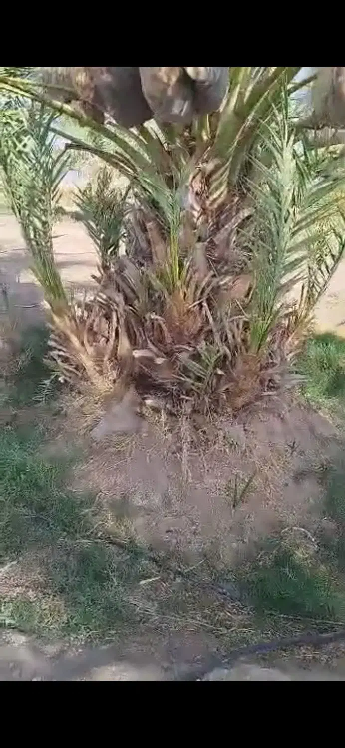 فروش انواع پاجوش نخل درجه 1قیروکارزین|خدمات باغبانی و درختکاری|قیروکارزین, |دیوار