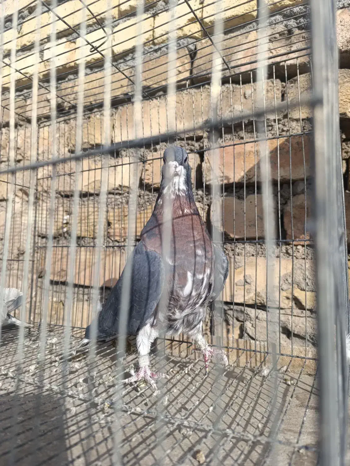 خوشرنگ یال افشون چاپی،طوقی همدانی|پرنده|لنجان, |دیوار