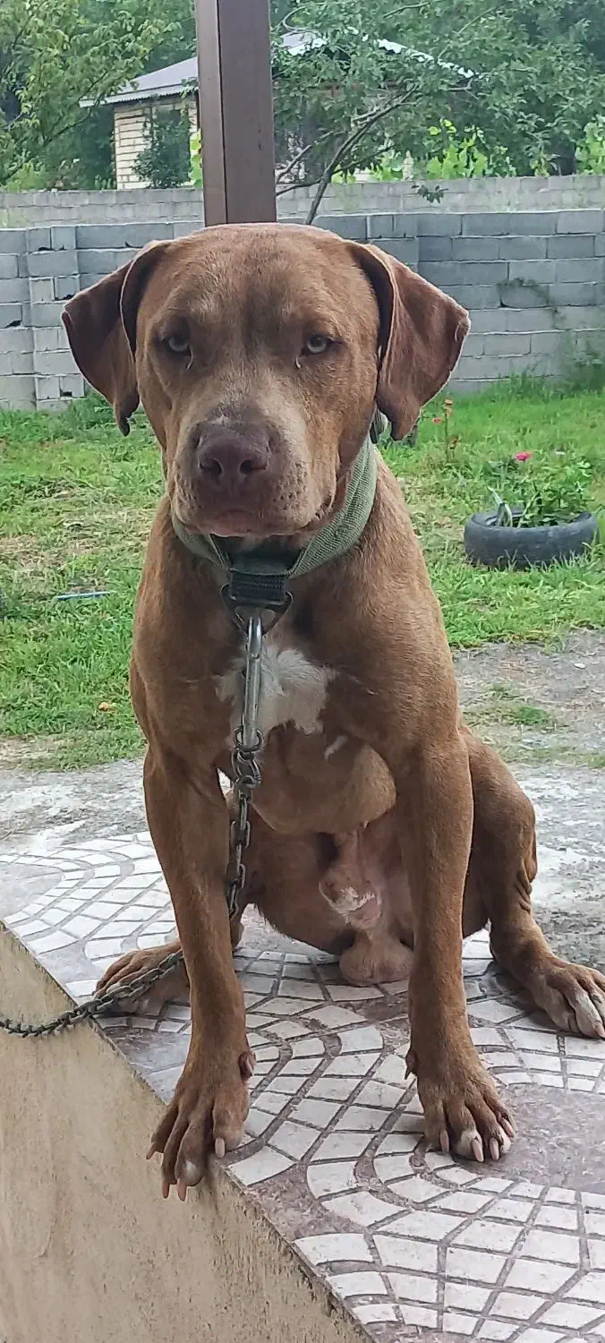 پیتبول (فقط کشش)|سگ|ماسال, |دیوار