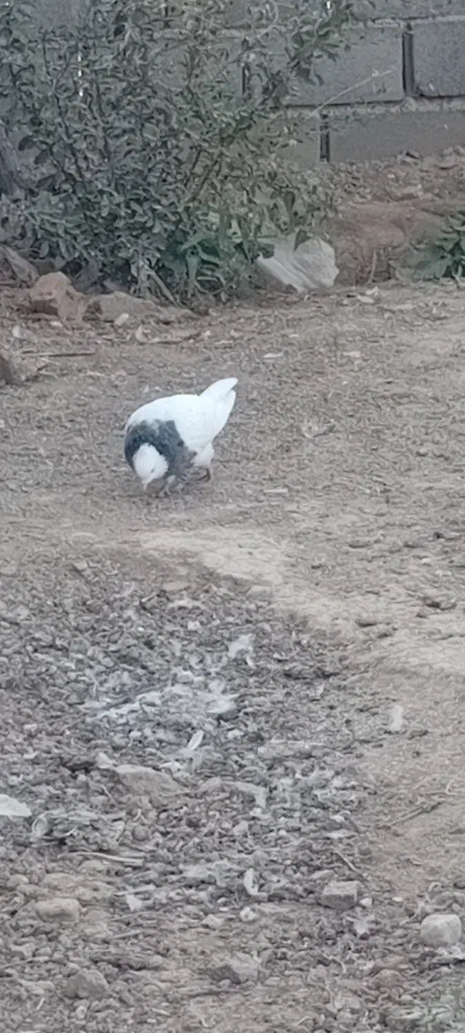 طوقی فروشی|پرنده|شاهرود, |دیوار