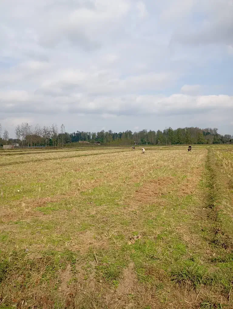 زمین شالیزاری شاندرمن|فروش دفتر صنعتی، کشاورزی، تجاری|شاندرمن, |دیوار