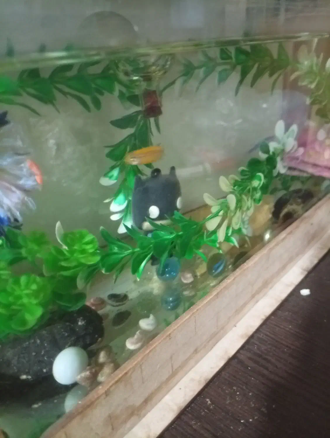 آکواریوم با ماهی|ماهی|شیراز, شاپورجان|دیوار