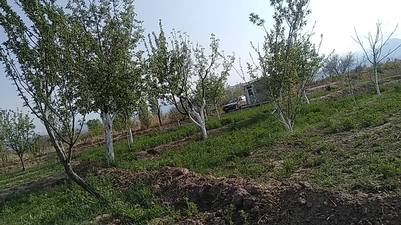 باغ ۶۰۵ متری|فروش زمین و ملک کلنگی|کشکسرای, |دیوار