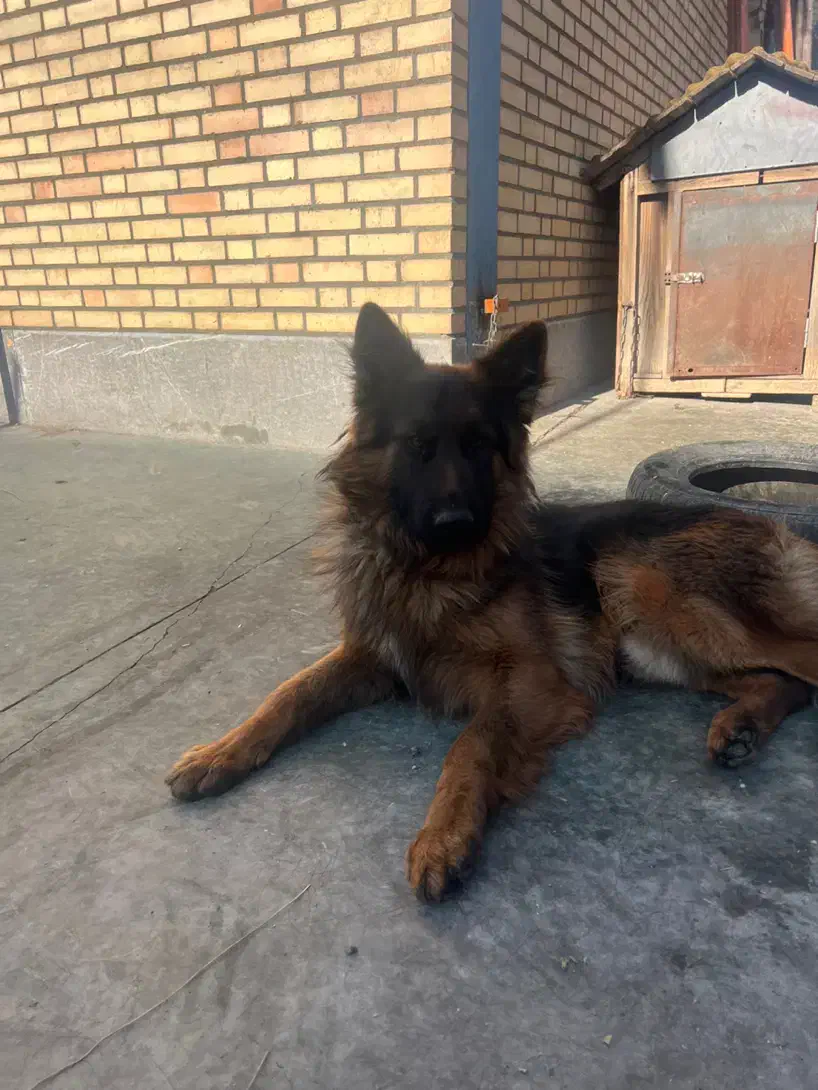 سگ نر ، ۲/۵ ساله ژرمن خالص|سگ|قرچک, شهرک صنعتی قرچک|دیوار