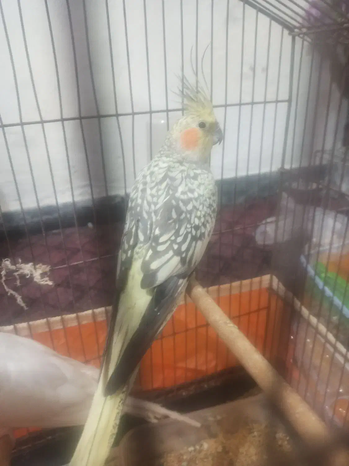 عروس هلندی|پرنده|بندرعباس, |دیوار