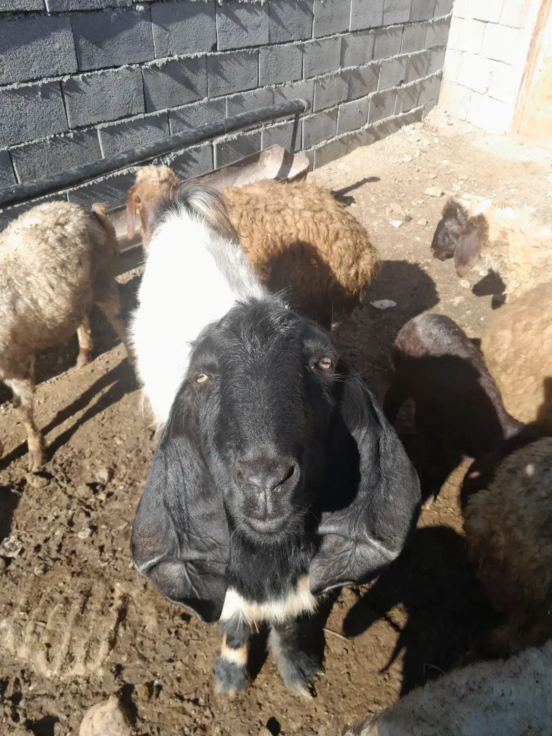 بز و ورن|حیوانات مزرعه|کرمانشاه, |دیوار