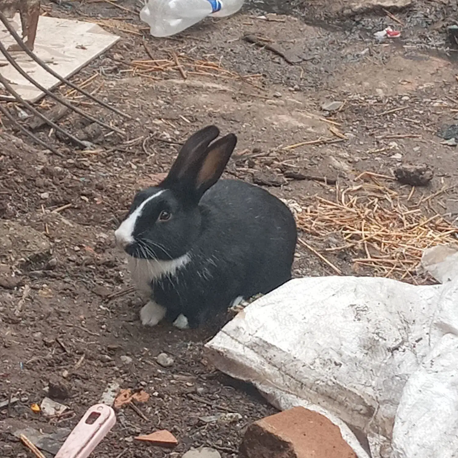 ۶۰۰|موش و خرگوش|مزرعه کتول, |دیوار