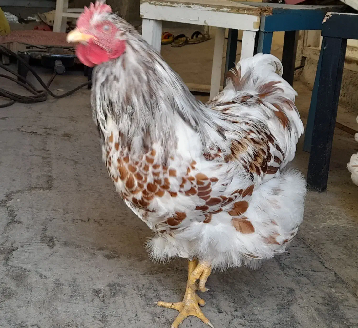 خروس|حیوانات مزرعه|اصفهان, پرتمان|دیوار