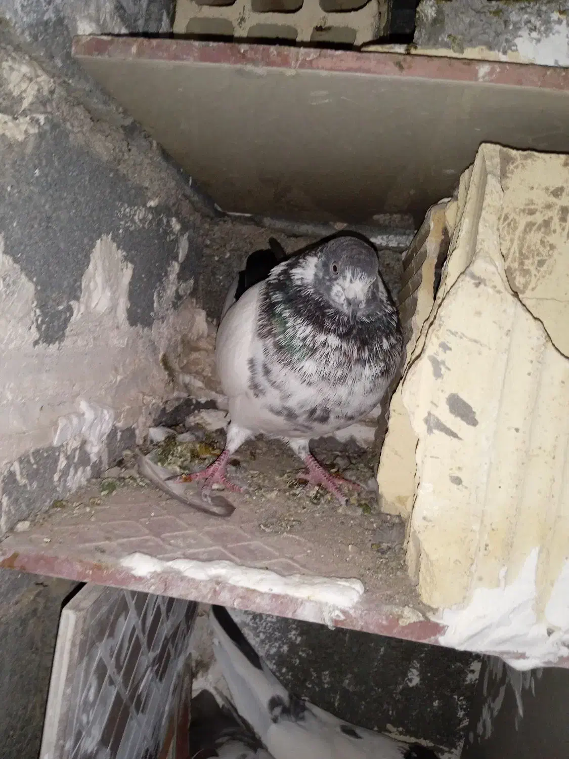 کبوتر بپر  بازی هم دارن|پرنده|رودان, |دیوار