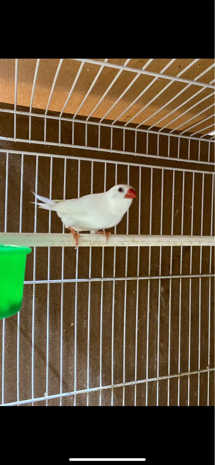 فنچ کرواتی ، زبرا اورنج ، بنگالی|پرنده|مشهد, سرافرازان|دیوار