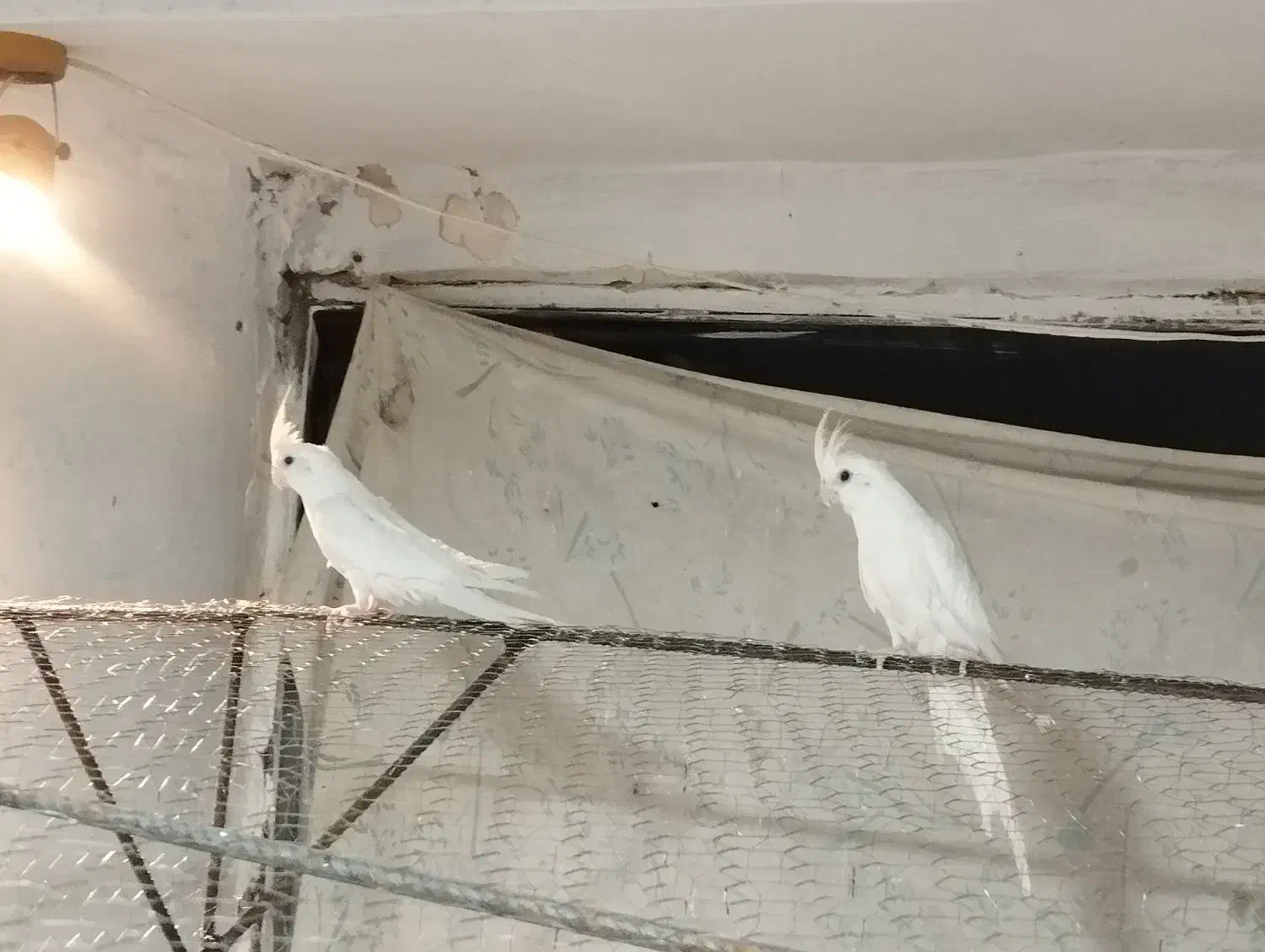 یه جفت عروس آلبینو|پرنده|رفسنجان, |دیوار