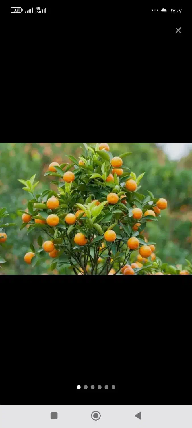 خرید وفروش پرتقال و نارنگی|عمده‌فروشی|قائم‌شهر, |دیوار