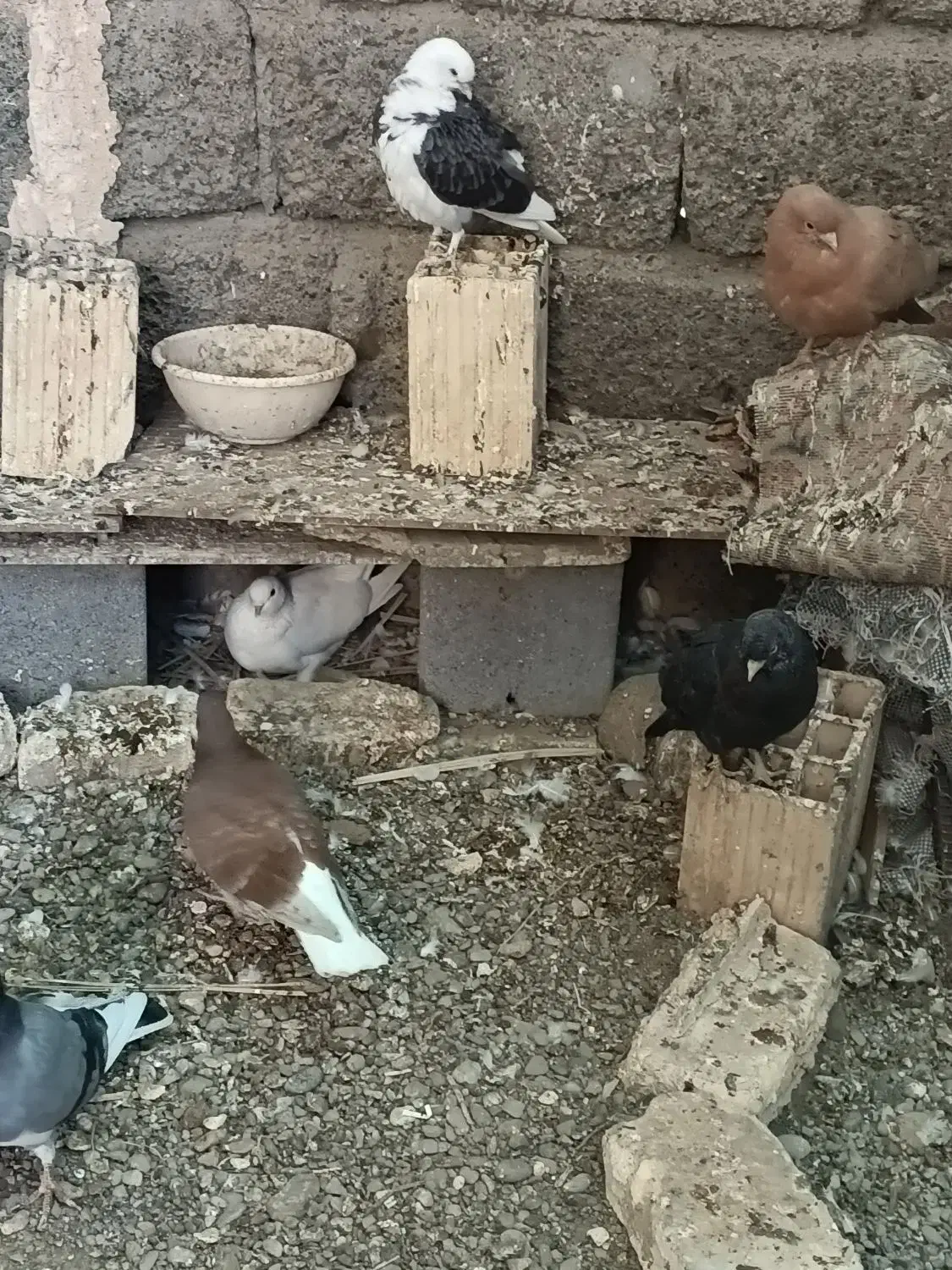 فروش جوجه گره و درجایی|پرنده|رودان, |دیوار