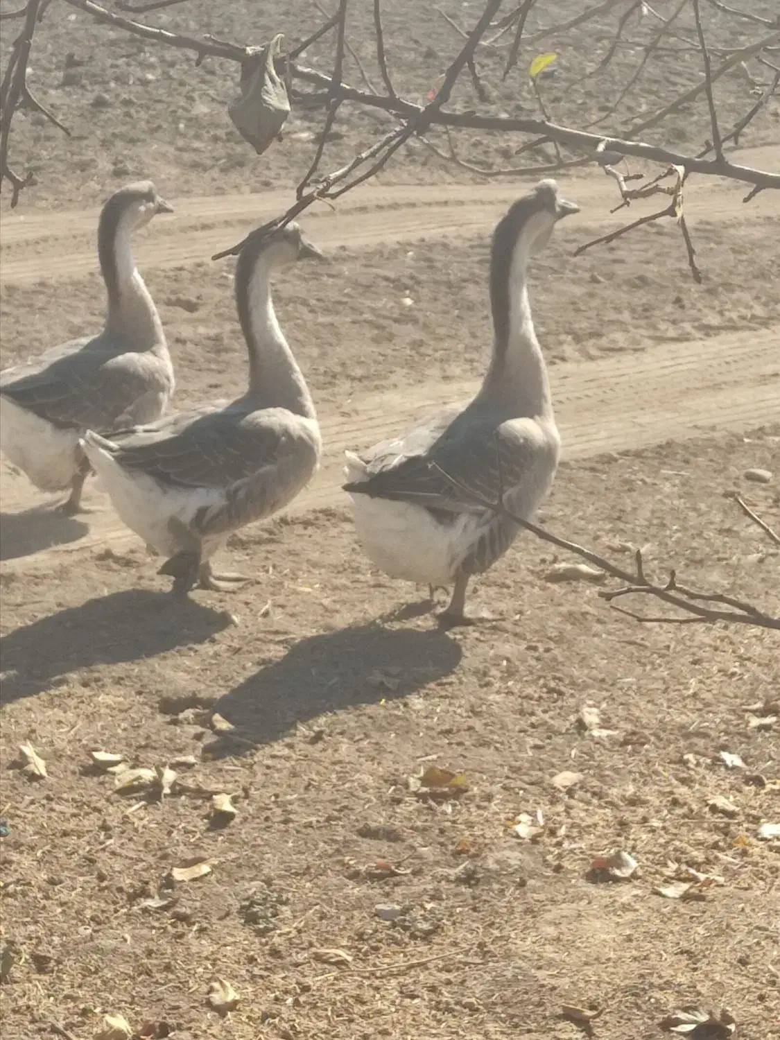 سه عدد غوغاز یک نر دوتا ماده|حیوانات مزرعه|اسدآباد, |دیوار