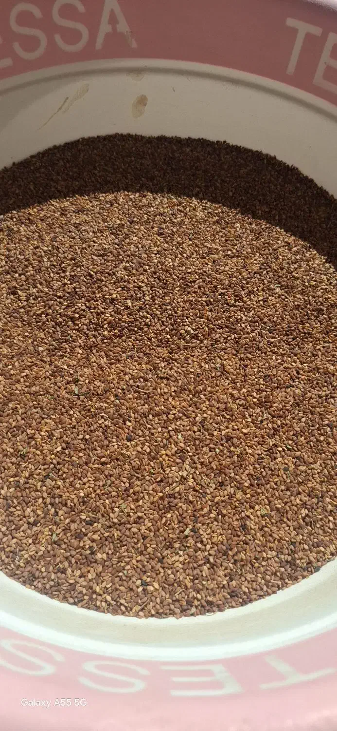 کنجد|خوردنی و آشامیدنی|خوشاب, |دیوار