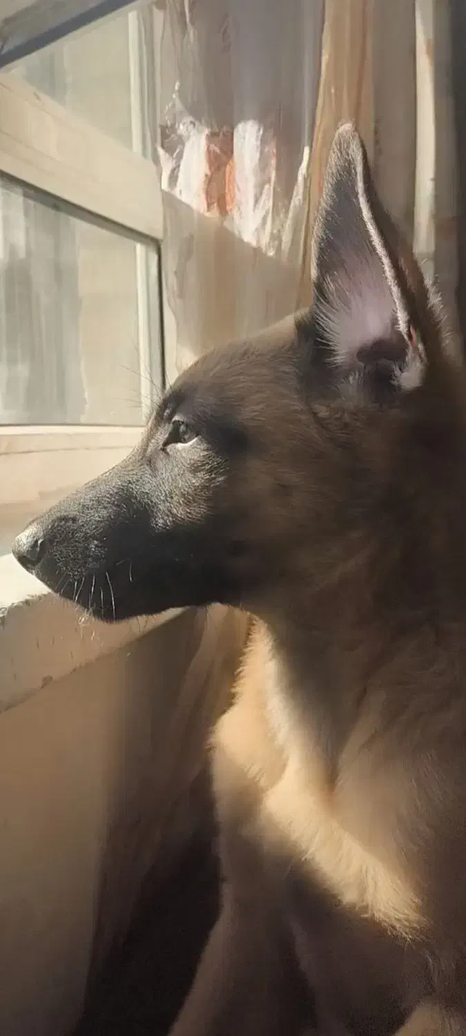 سگ مالیونز بلژیکی اصیل اصل|سگ|شیراز, رازی|دیوار