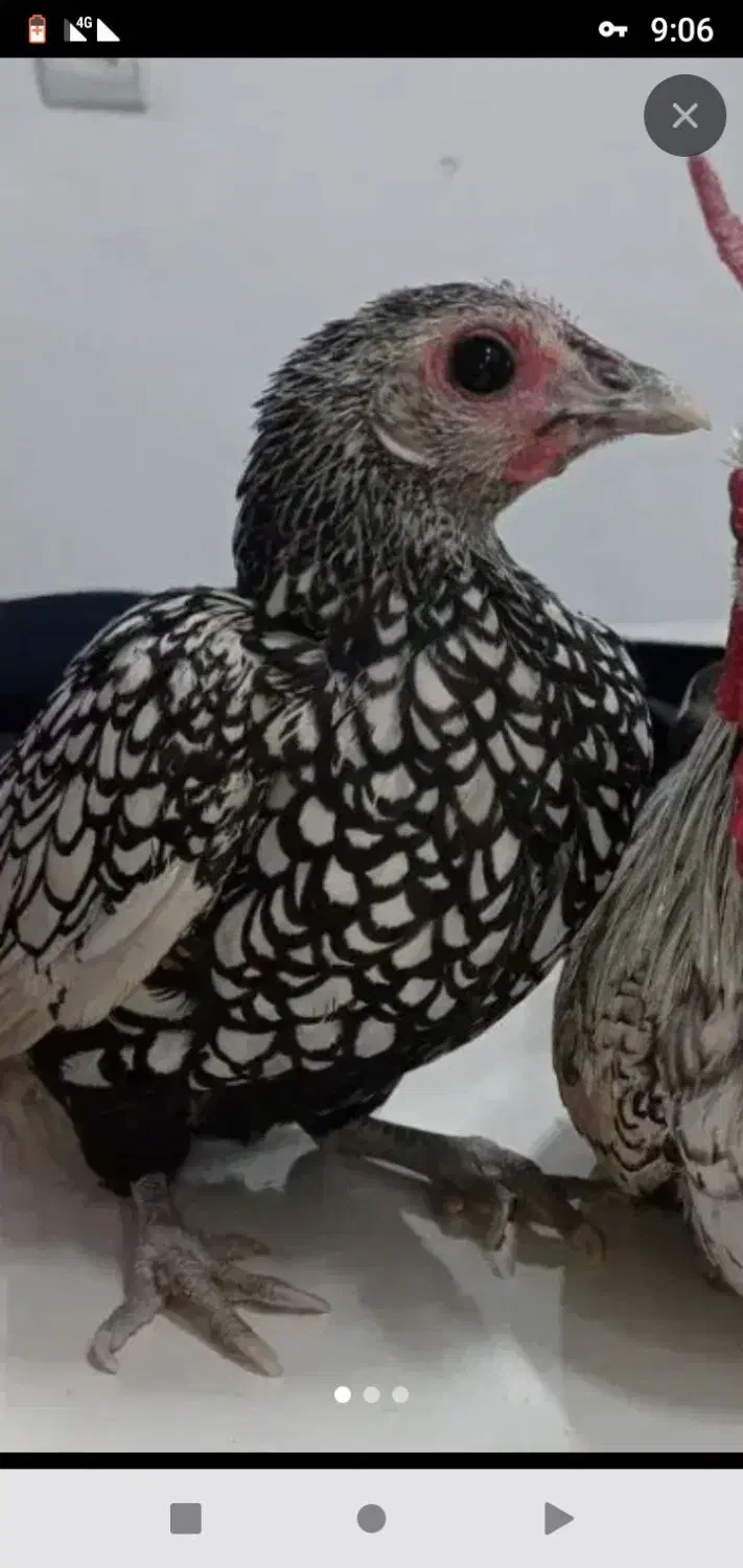 مرغ و خروس|حیوانات مزرعه|تربتحیدریه, طالقانی|دیوار