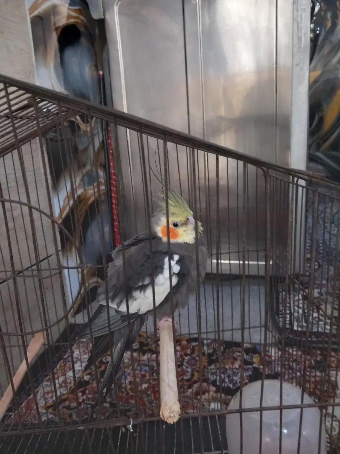 امیدیه|پرنده|امیدیه, |دیوار