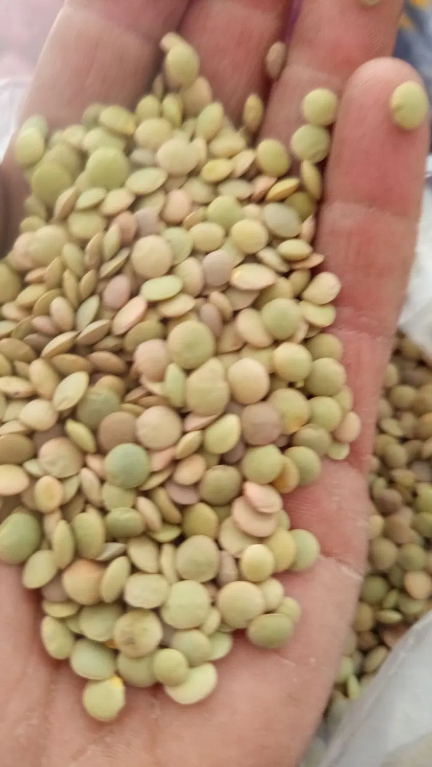 عدس|خوردنی و آشامیدنی|هریس, |دیوار