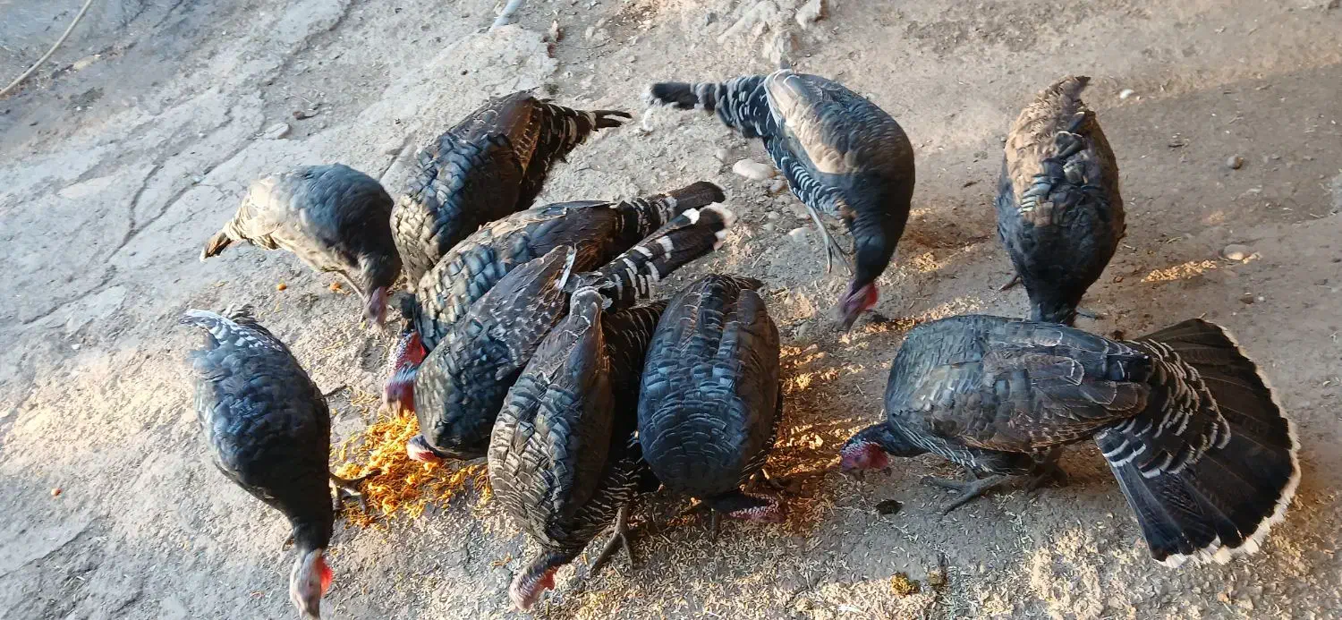 بوقلمون محلی|حیوانات مزرعه|شیروان (لرستان), |دیوار