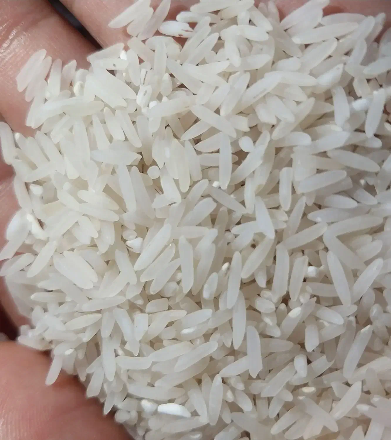 برنج|خوردنی و آشامیدنی|گرگان, |دیوار