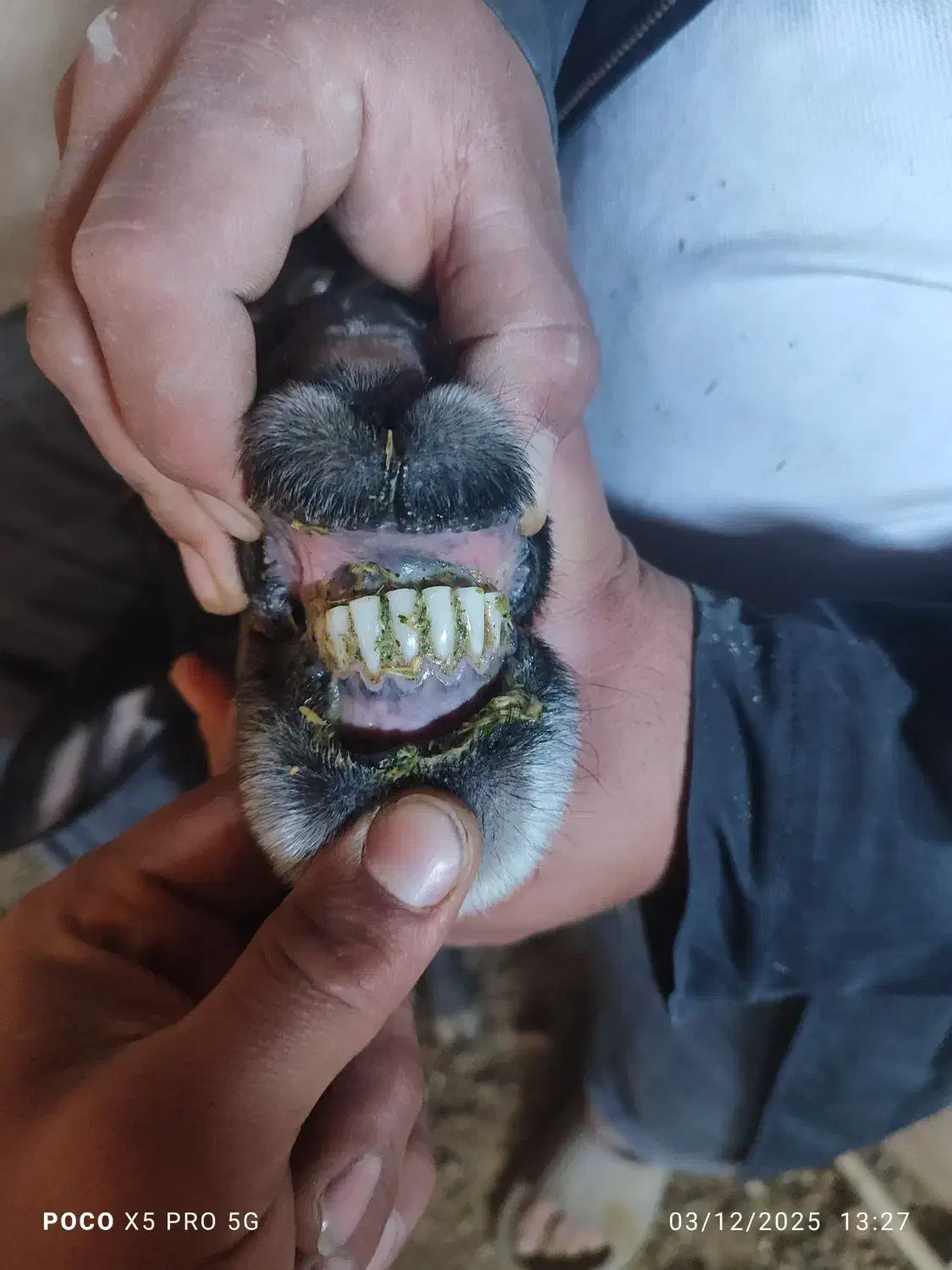 قوچ|حیوانات مزرعه|قمرود, |دیوار