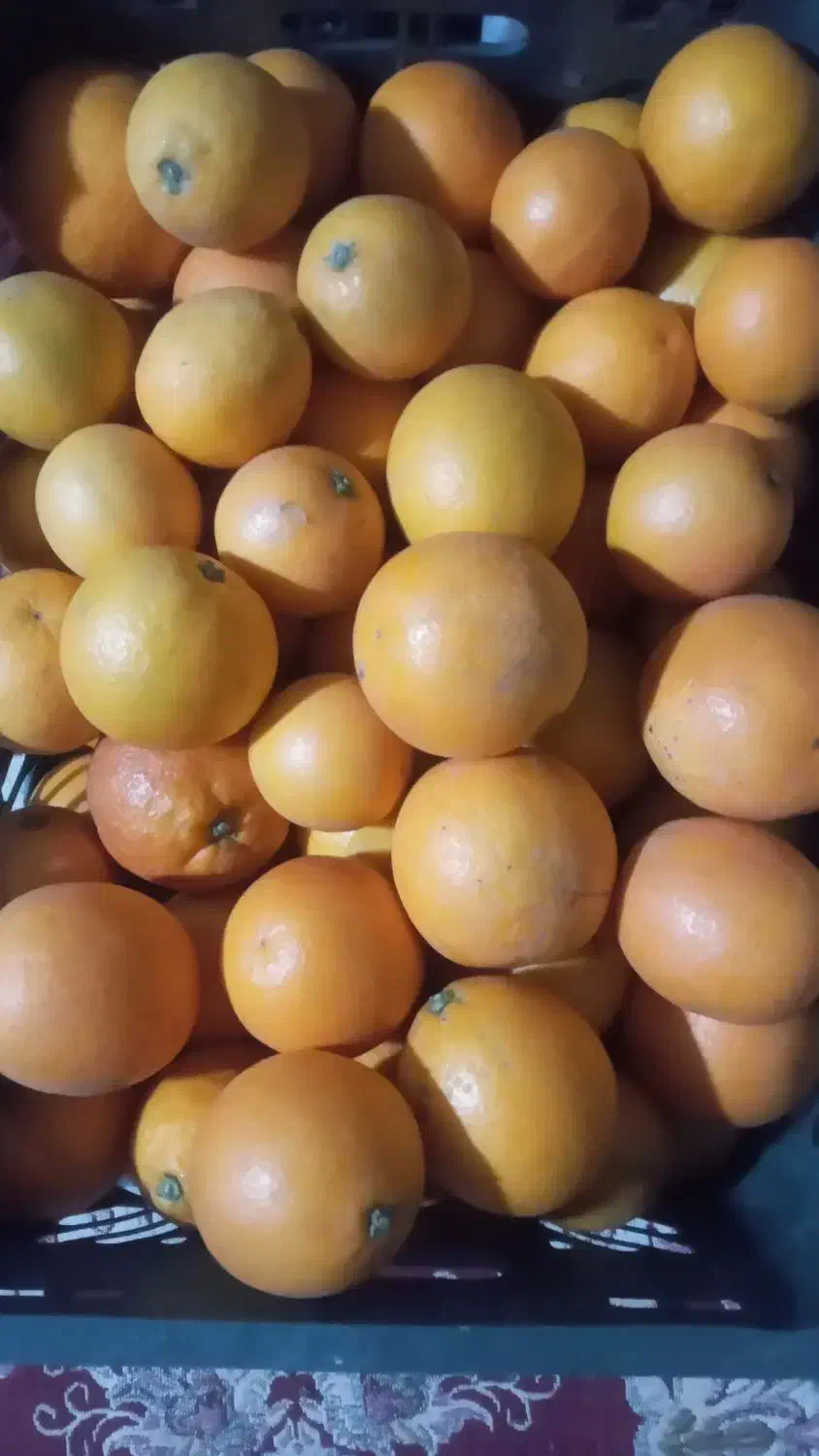 پرتقال|خوردنی و آشامیدنی|فومن, |دیوار