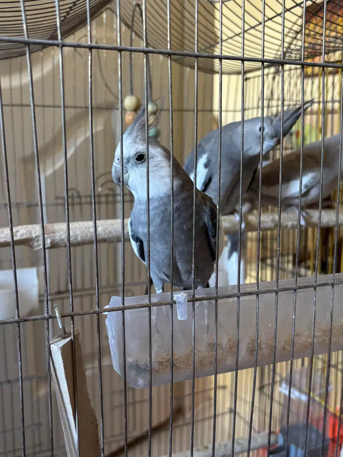 عروس هلندی نروماده|پرنده|پرند, فاز ۲|دیوار