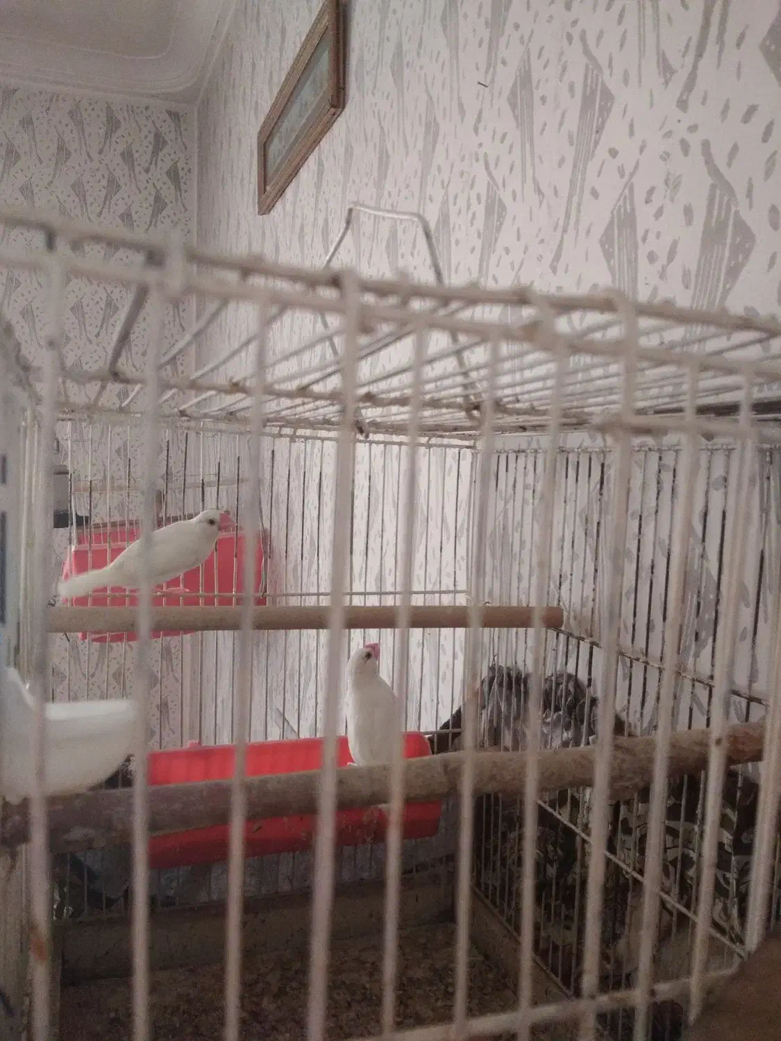 پرنده فنج گلد نرگسی نروماده|پرنده|شیراز, گلشن|دیوار