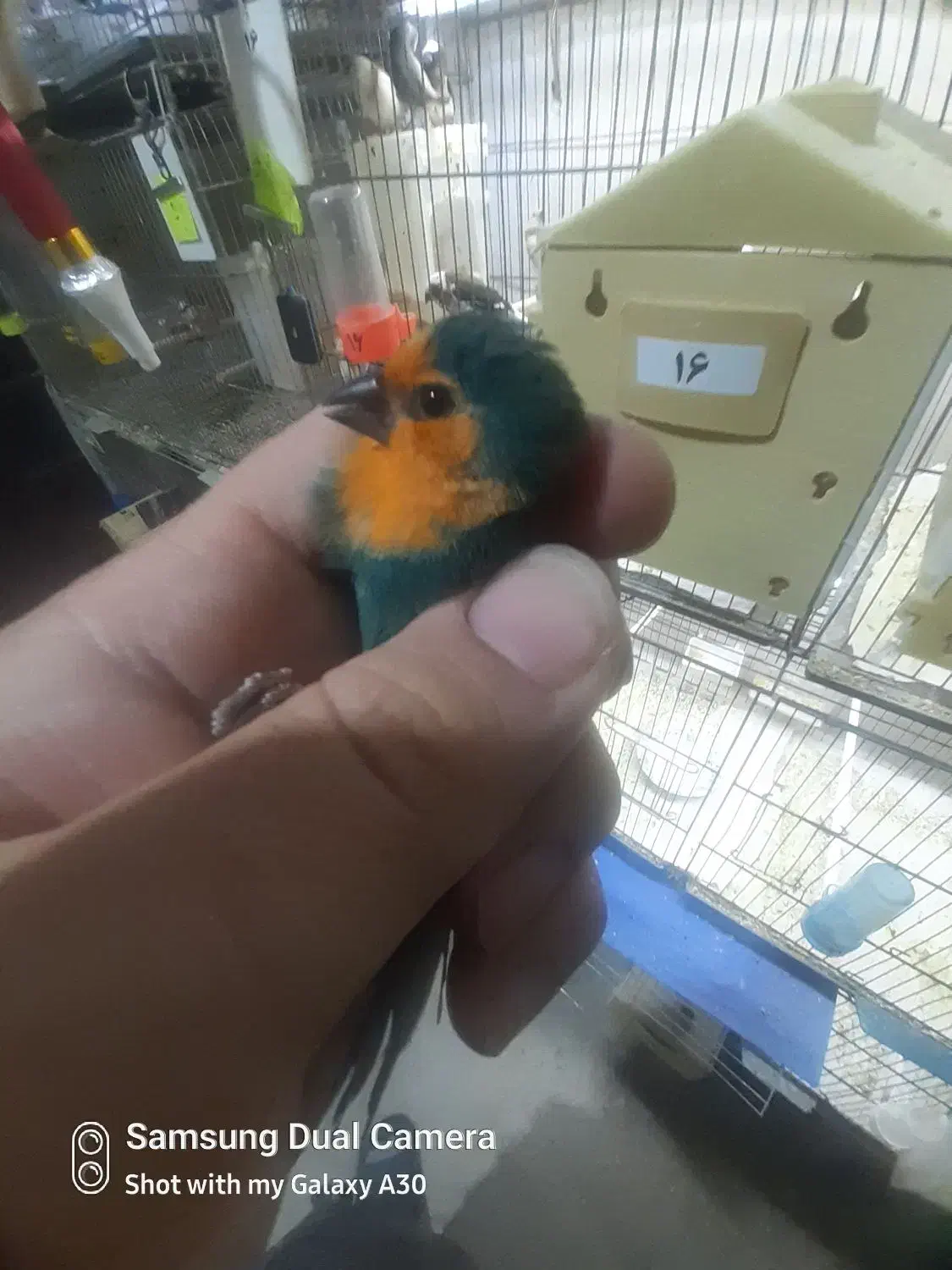 فنچ طوطیوار ماده آماده. گلدین|پرنده|پاکدشت, شهرک امام رضا|دیوار