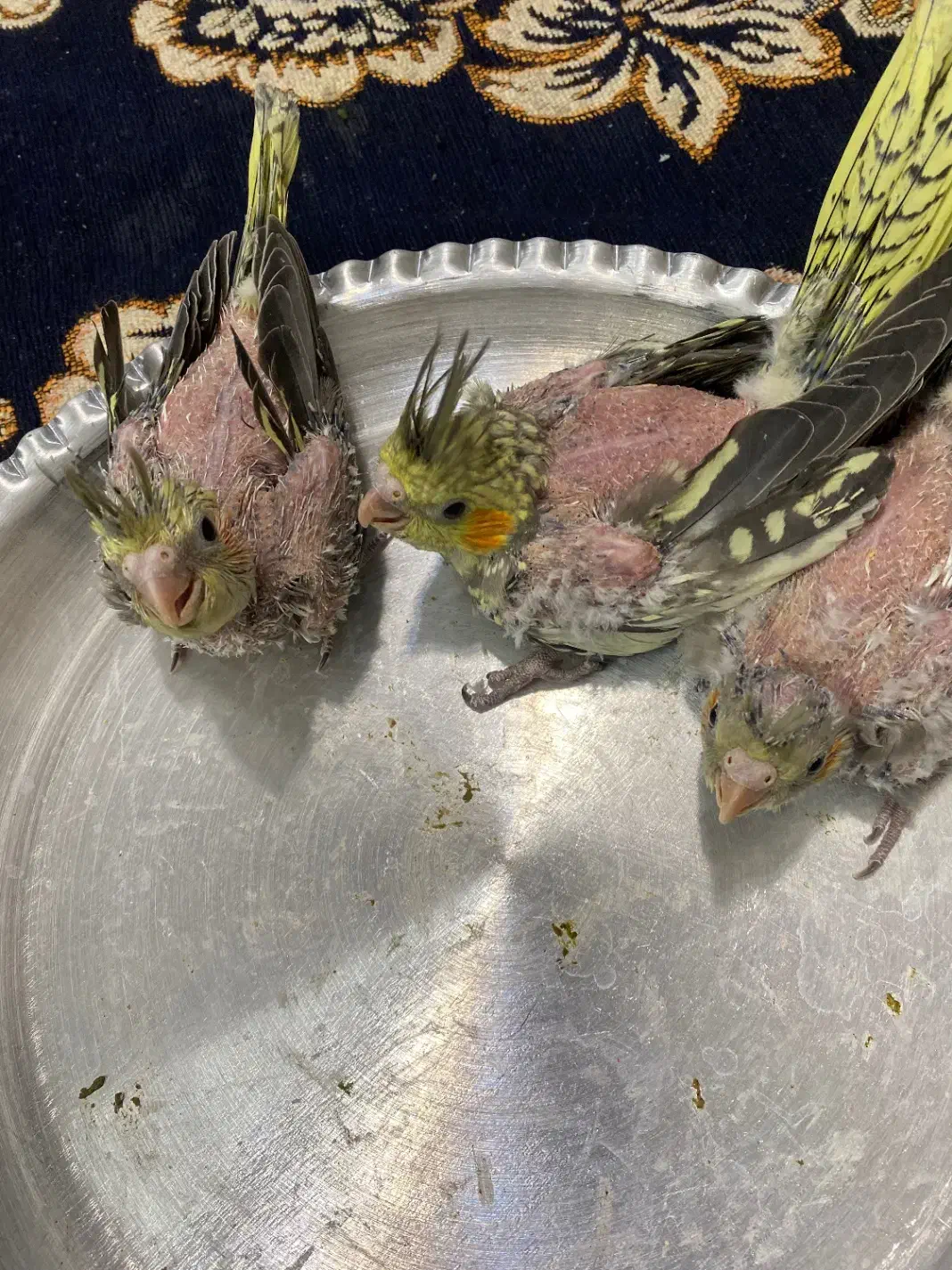 جوجه عروس هلندی  آماده دستی شدن|پرنده|شاهرود, |دیوار