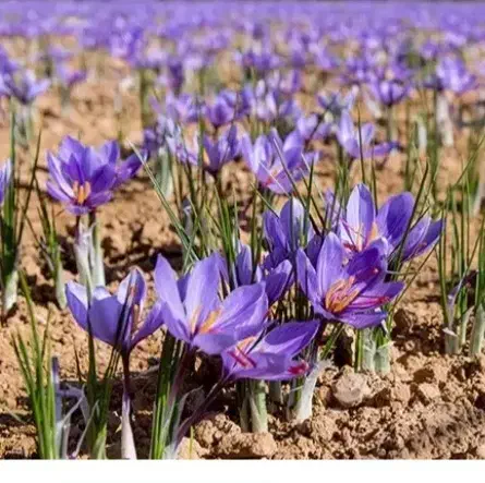 سرکارگرم  کار گر گل چین زعفران کارکشاورزی خدمتم|خدمات باغبانی و درختکاری|تربت جام, باغ سنگان سفلی|دیوار