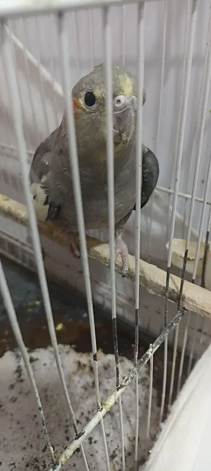 عروس هلندی ماده|پرنده|تربت جام, یحیی آباد|دیوار