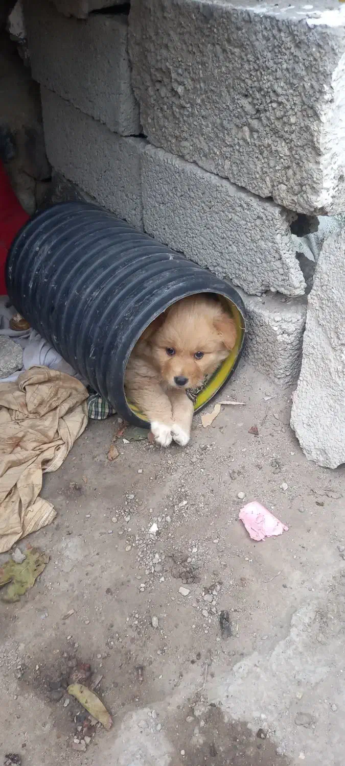 سگ پامر|سگ|اردبیل, |دیوار