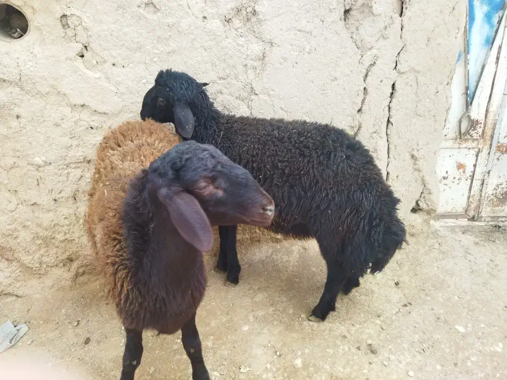 بره قوچ|حیوانات مزرعه|کرج, چمران|دیوار