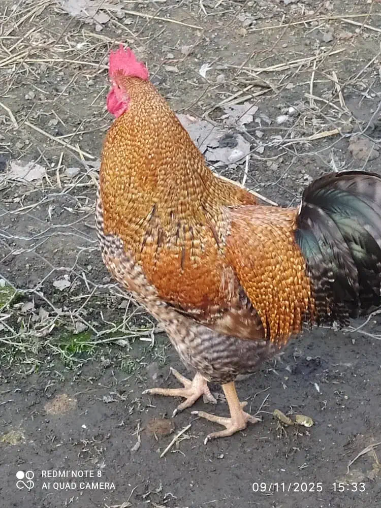 فوری یک عدد خروس|حیوانات مزرعه|رضوانشهر, |دیوار