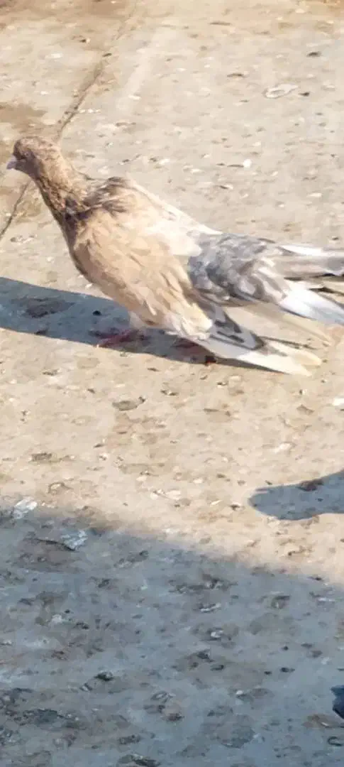 کبوتر کله ای|پرنده|شبانکاره, |دیوار