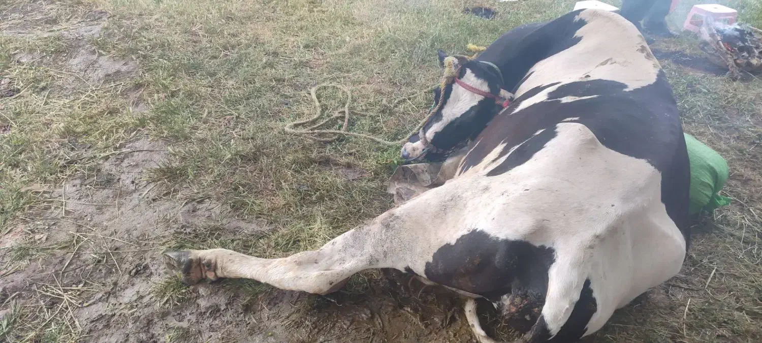 خریدوفروش گاوگوسفندگوساله شکسته.و|حیوانات مزرعه|کرمانشاه, |دیوار