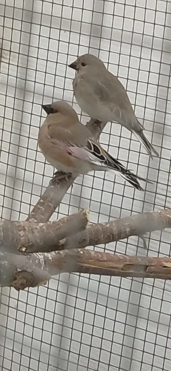 سهره خاکی|پرنده|سوسنگرد, |دیوار