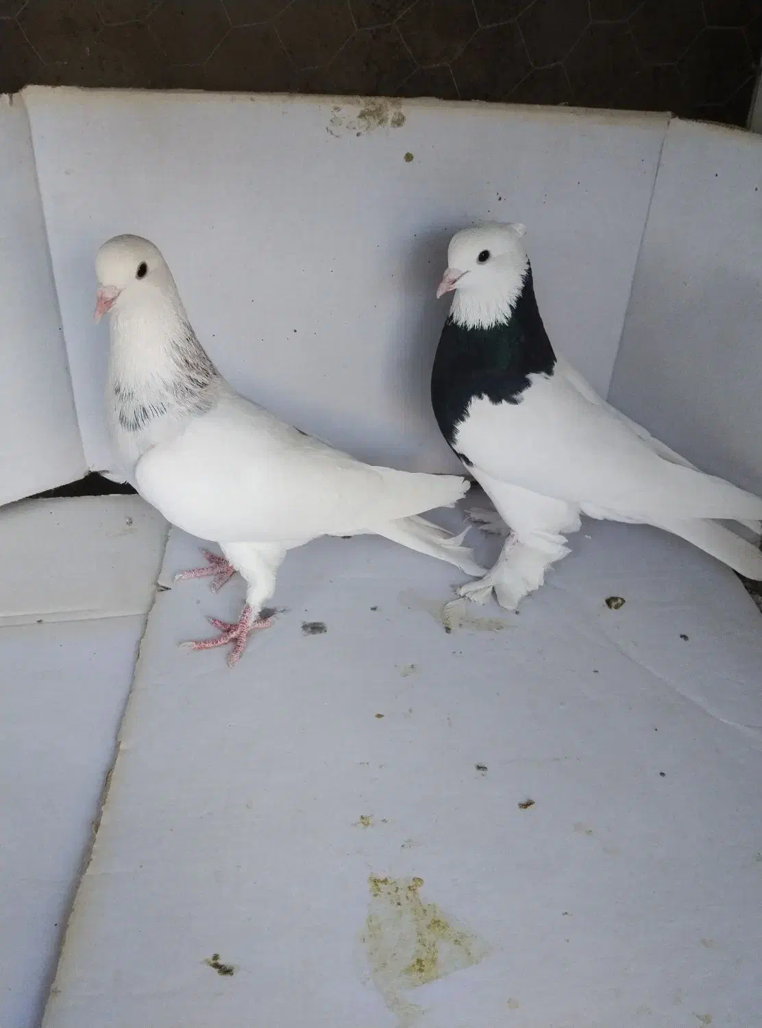 کبوتر|پرنده|قرچک, داوود آباد|دیوار