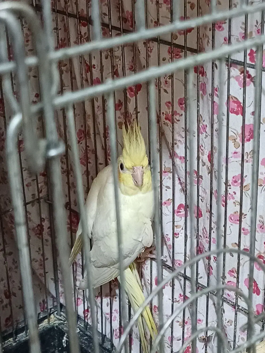 عروس هلندی|پرنده|چهاردانگه (تهران), |دیوار