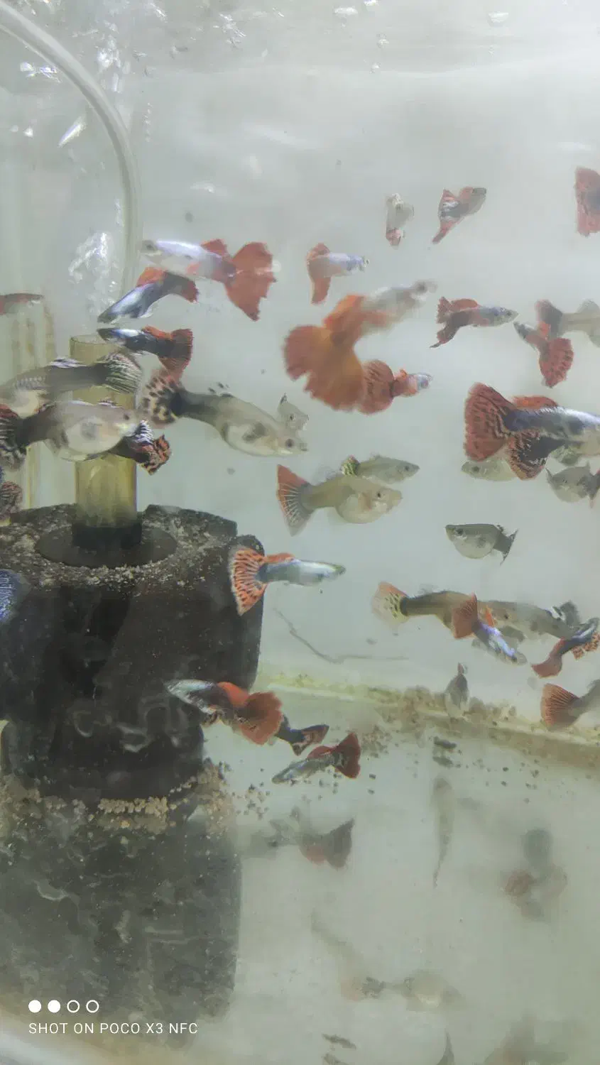 انواع گوپی و مولی / آکواریوم بهروز|ماهی|زنجان, |دیوار