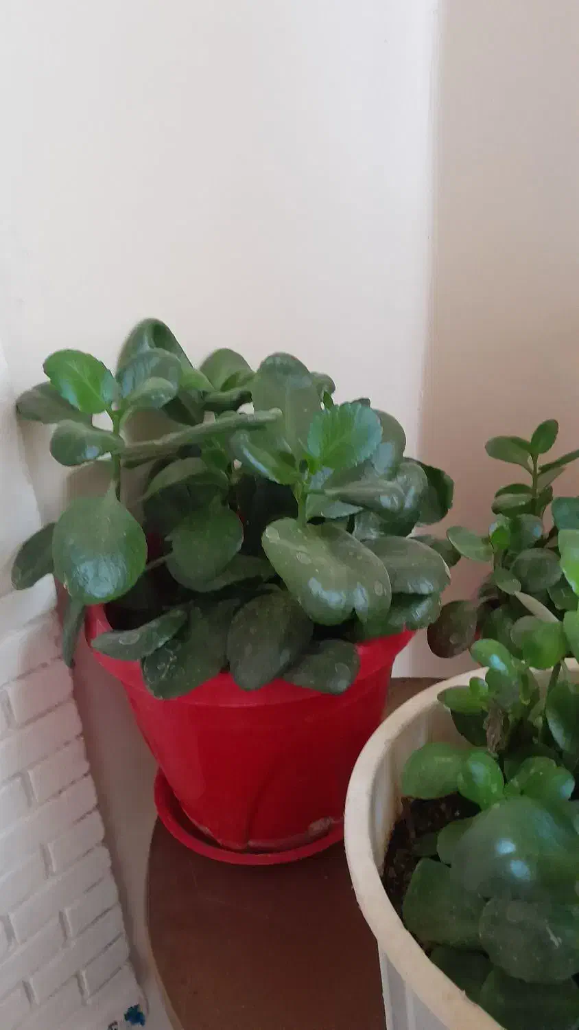 گل های طبیعی زیبا|گل و گیاه طبیعی|دشتابی, |دیوار