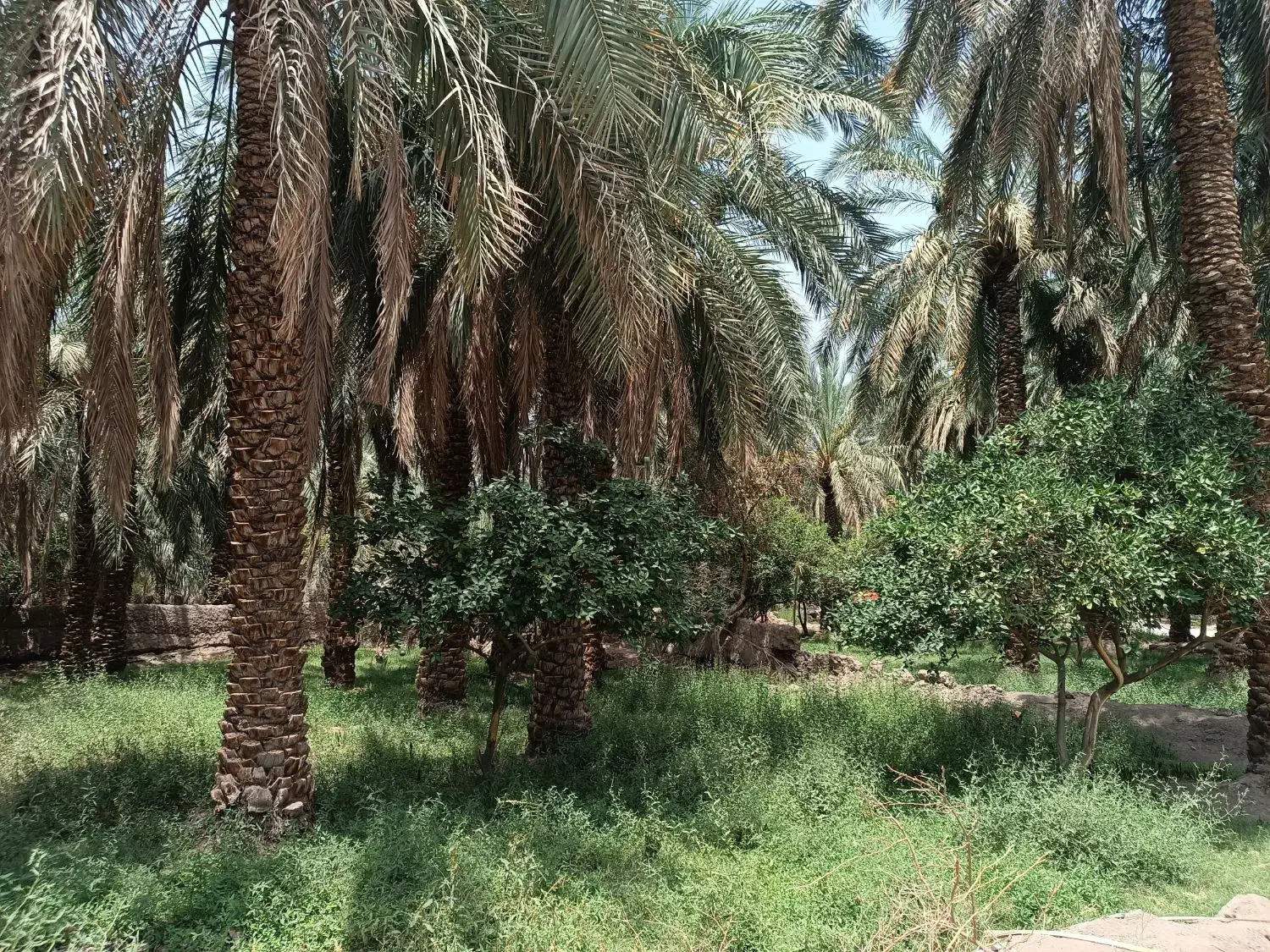 باغ خرما با ربع ساعت آب|فروش دفتر صنعتی، کشاورزی، تجاری|بم, |دیوار