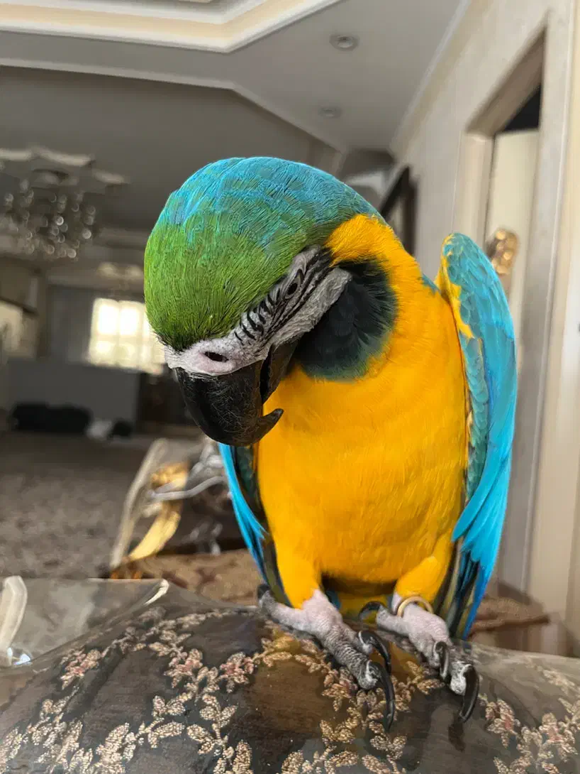 طوطی ارا راهب کاکادو کاسکو کایک ماکائو ملوکان|پرنده|تهران, منیریه|دیوار